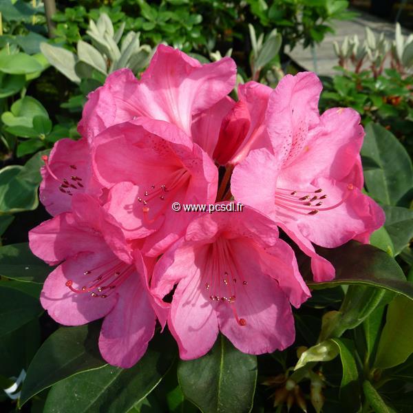 Rhododendron Anna Rose Whitney (2)