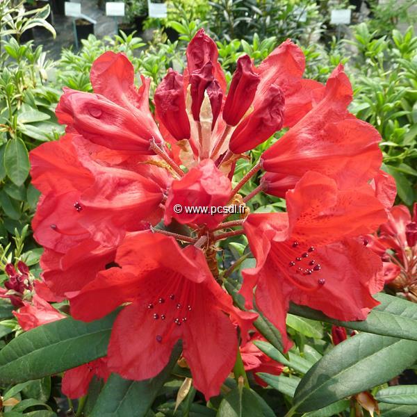 Rhododendron Cavalier (9)