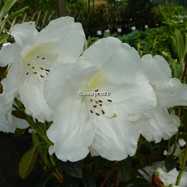 Rhododendron Fragrantissimum (2)