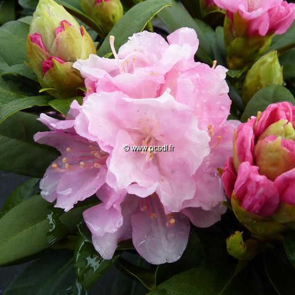 Rhododendron yakushimanum Doc