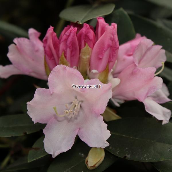Rhododendron yakushimanum Dreamland (3)