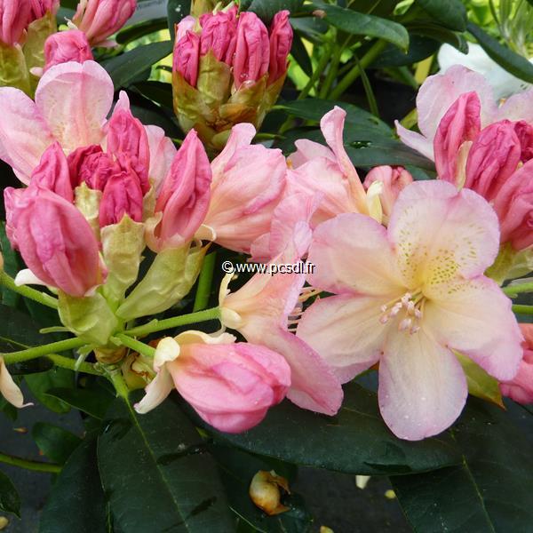 Rhododendron yakushimanum Percy Wiseman (2)
