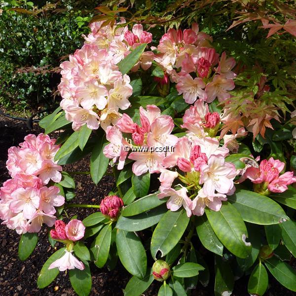 Rhododendron yakushimanum Percy Wiseman (3)