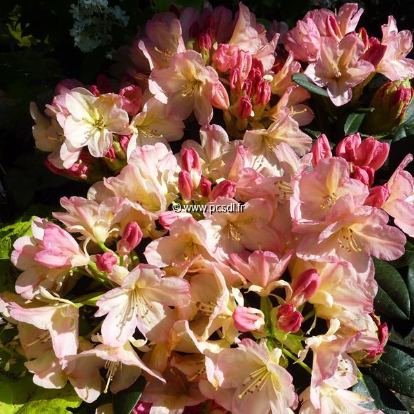 Rhododendron yakushimanum Percy Wiseman (4)