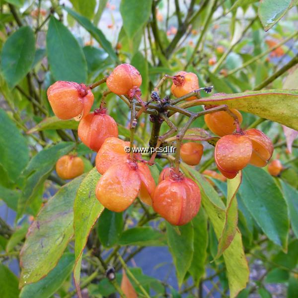 Euonymus myrianthus (5)