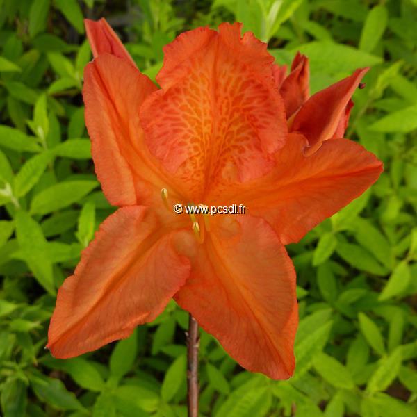 Rhododendron Saturnus (1)