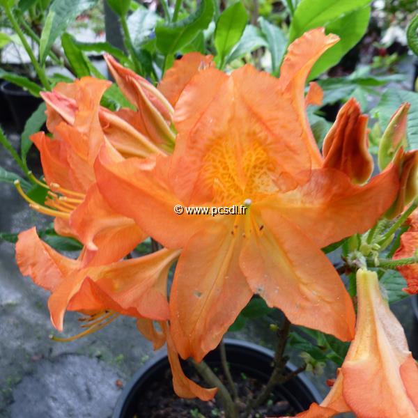 Rhododendron Saturnus