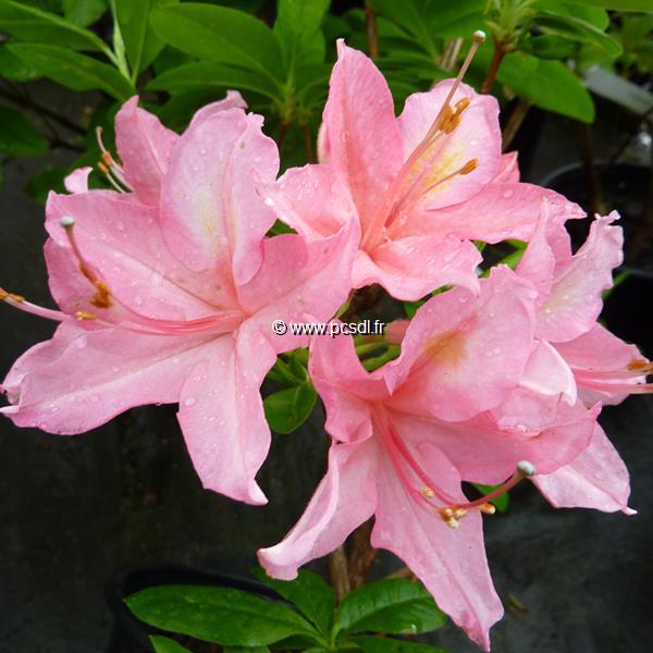 Rhododendron Jolie Madame (4)