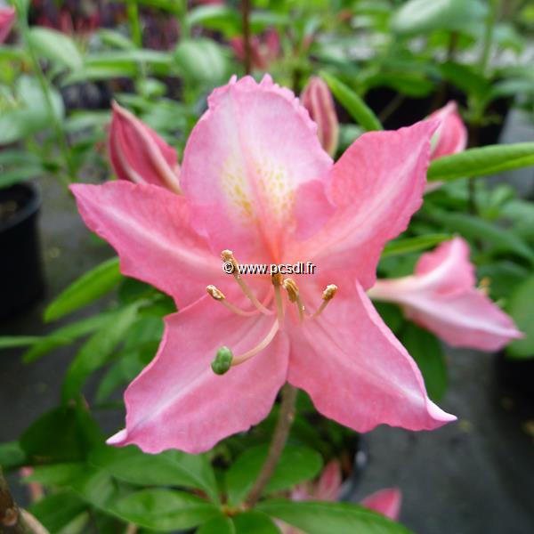 Rhododendron Jolie Madame (2)