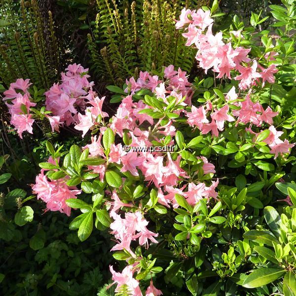 Rhododendron Jolie Madame (5)
