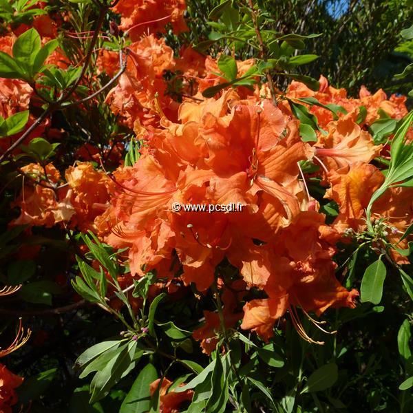Rhododendron Gibraltar (3)