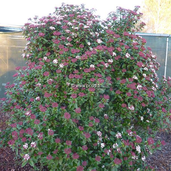 Viburnum tinus Spirit (1)