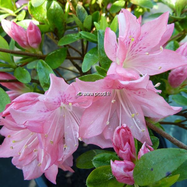 Rhododendron Azuma-kagami (3)