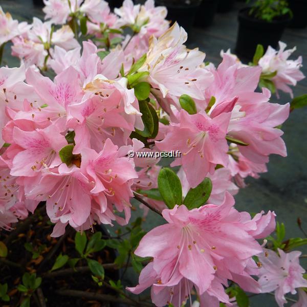 Rhododendron Azuma Kagami (4)