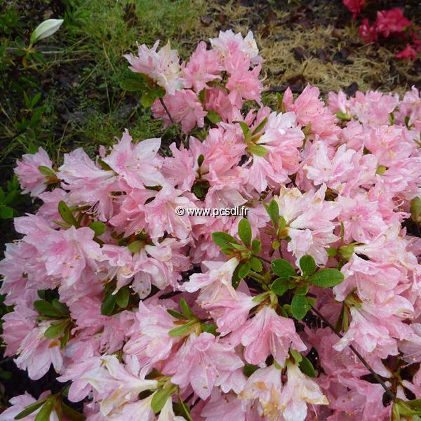 Rhododendron Azuma Kagami