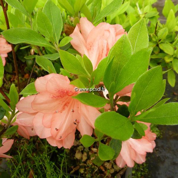 Rhododendron Blaauws Pink