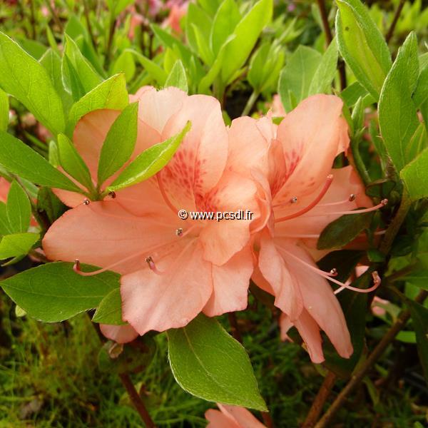 Rhododendron Blaauws Pink (2)