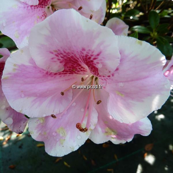 Rhododendron Haru-no-sono (3)