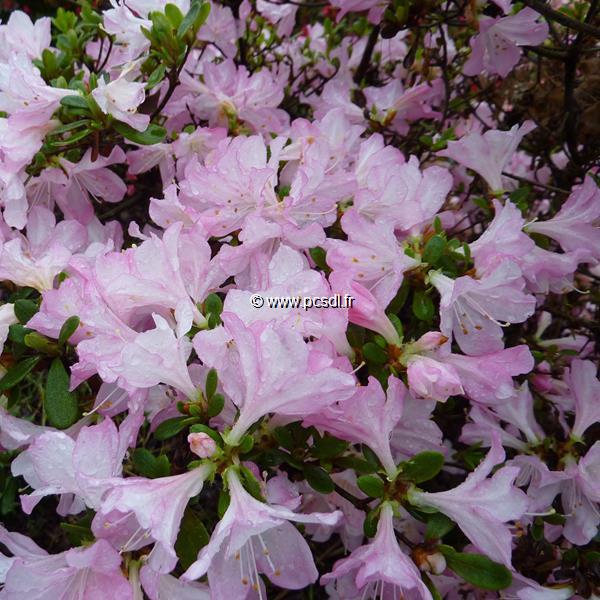 Rhododendron Ho-o (1)