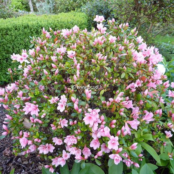 Rhododendron Kirin
