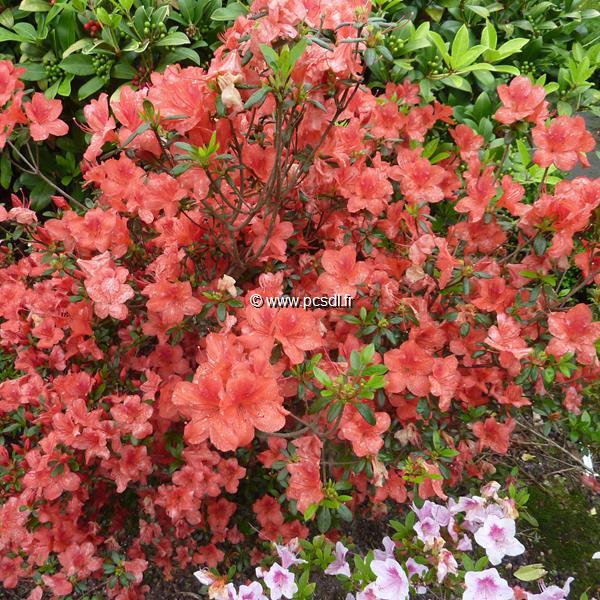 Rhododendron Orange Beauty (3)