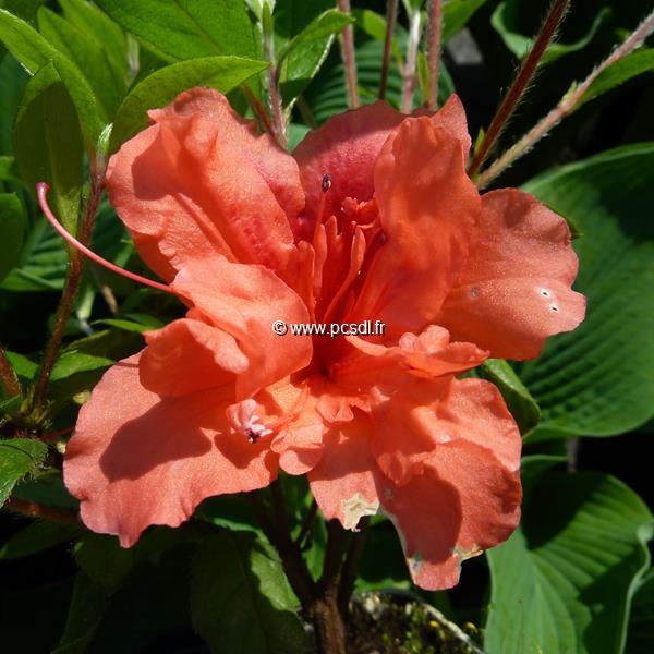Rhododendron Orange Beauty