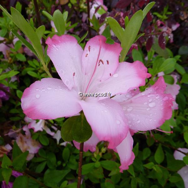 Rhododendron Vibrant