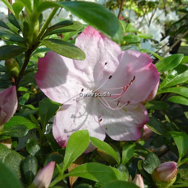 Rhododendron Vibrant (8)