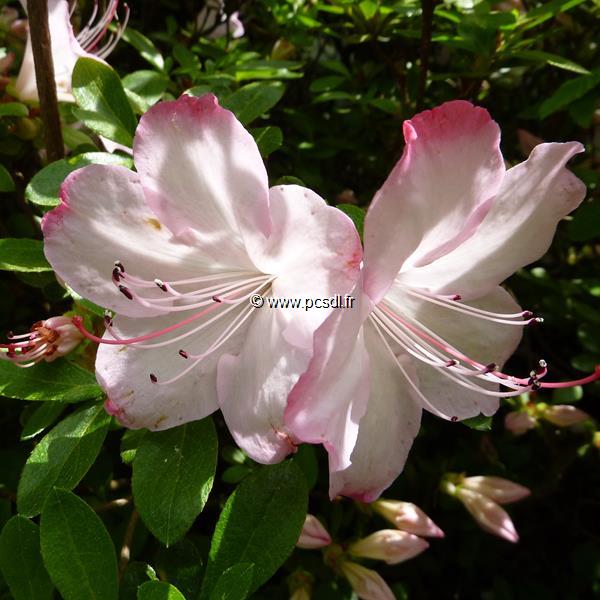 Rhododendron Vibrant (4)