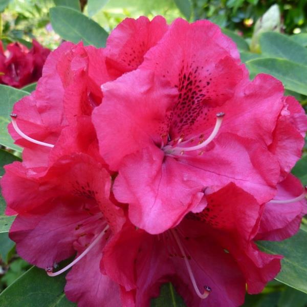 Rhododendron Markeeta's Prize