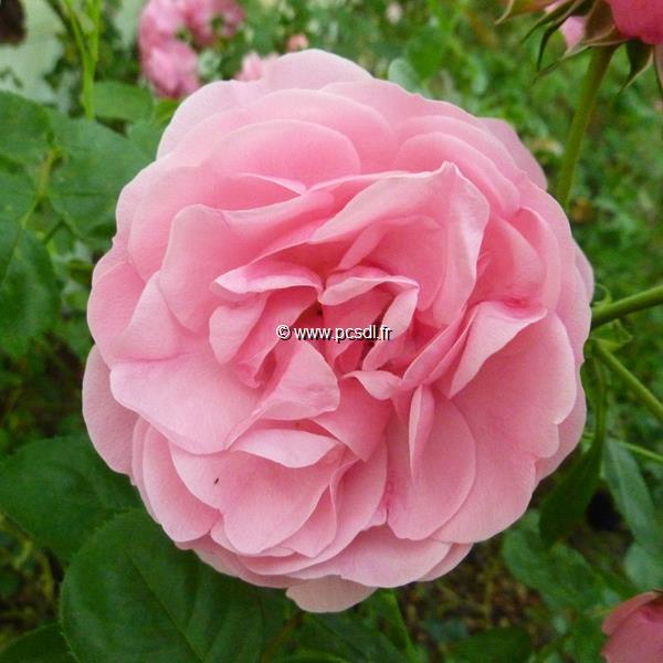 Rosa Larissa (2)