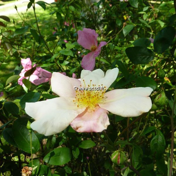Rosa odorata Mutabilis (9)