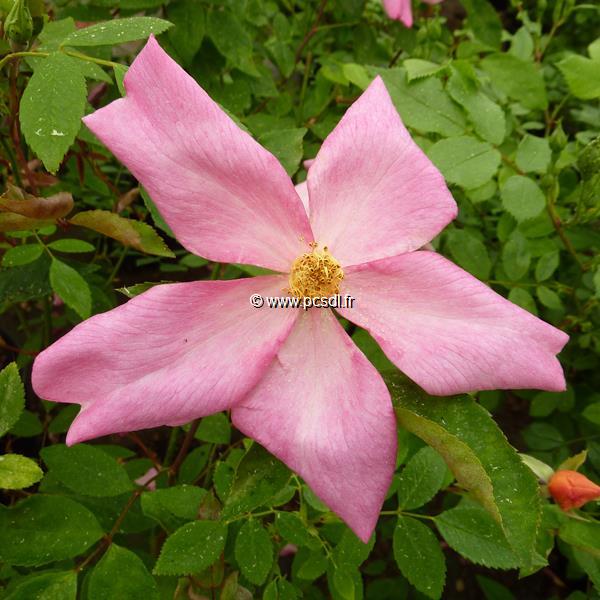 Rosa odorata Mutabilis