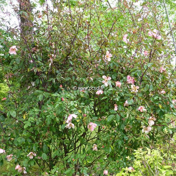 Rosa odorata Mutabilis (6)