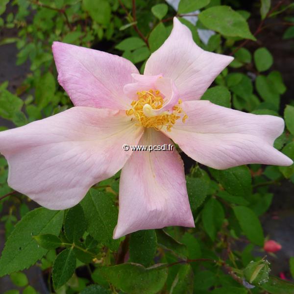 Rosa odorata Mutabilis (5)
