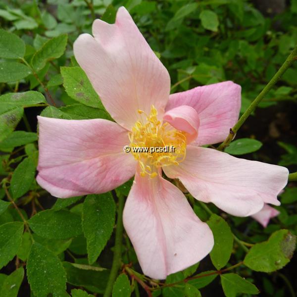 Rosa odorata Mutabilis (3)
