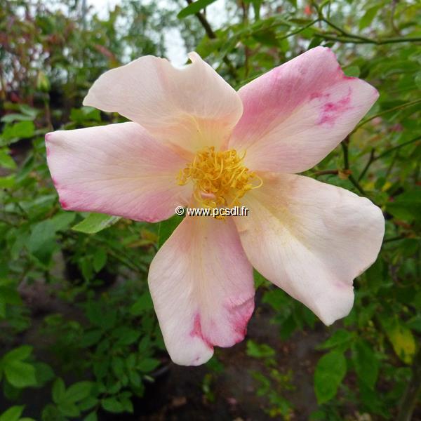 Rosa odorata Mutabilis (2)