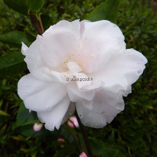 Camellia Cinnamon Cindy (6)