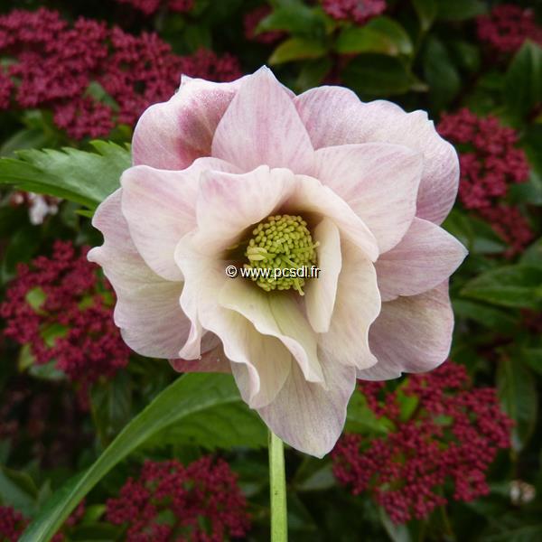 hELLEBORUS orientalis rose double (2)