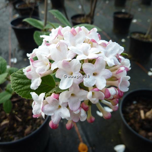 Viburnum carlesii Diana (3)