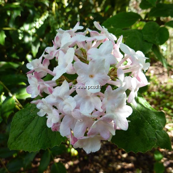 Viburnum carlesii (1)