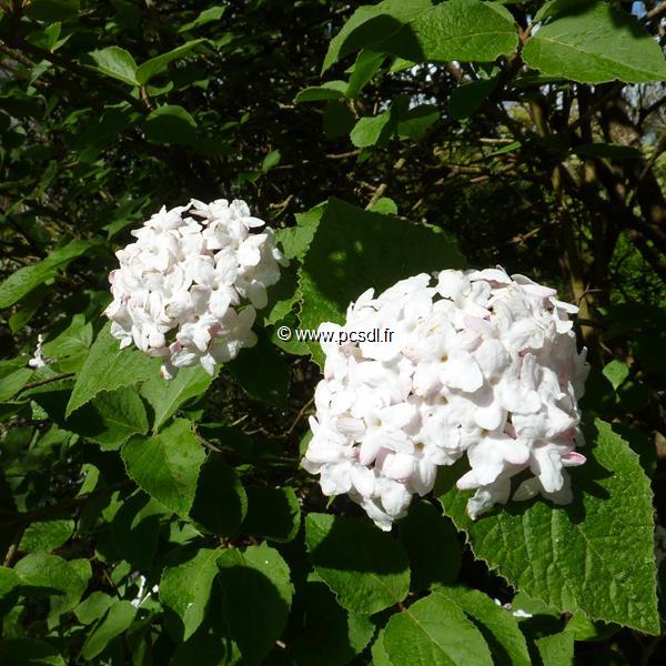 Viburnum carlesii (2)