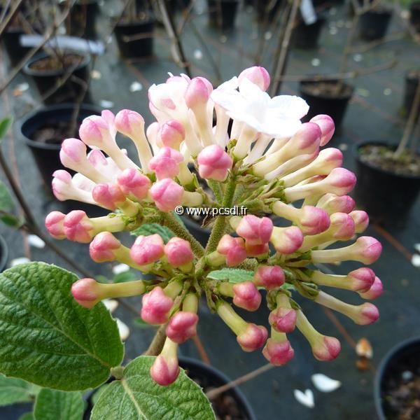 Viburnum carlesii Diana (4)