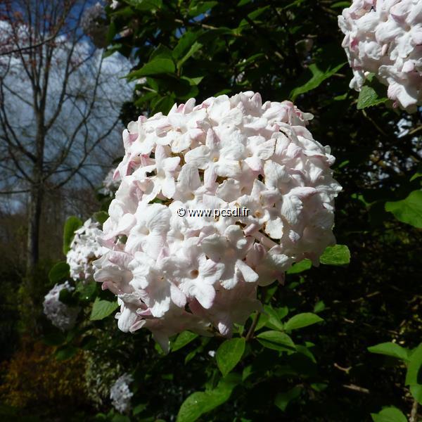 Viburnum carlesii