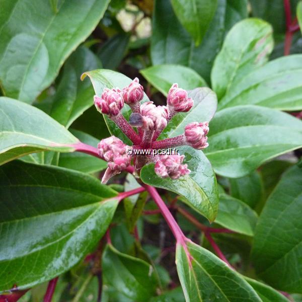 Viburnum cinnamomifolium (3)