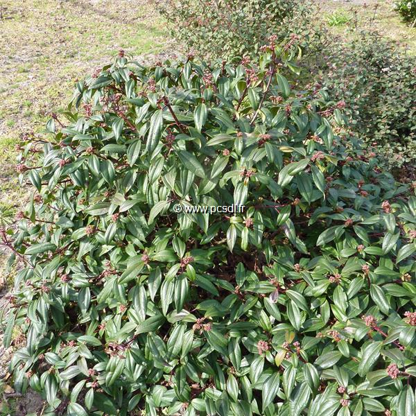 Viburnum davidii Angustifolia (2)