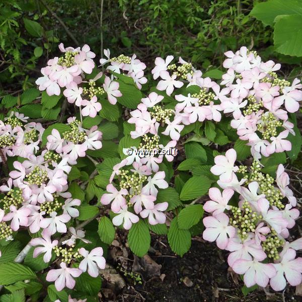 Viburnum plicatum Molly Shroeder (1)