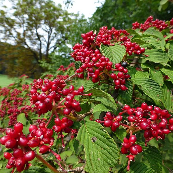 Viburnum plicatum Pink Beauty (3)