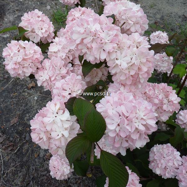 Viburnum plicatum Pink Sensation (5)