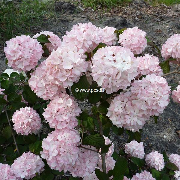 Viburnum plicatum Pink Sensation (7)